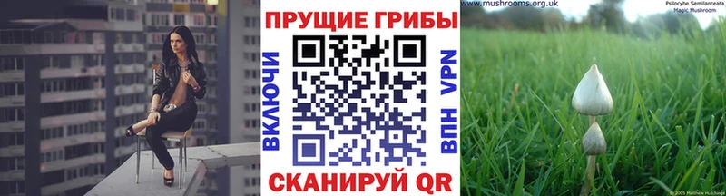 купить закладку  Новая Ляля  Галлюциногенные грибы Magic Shrooms 